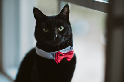 Pets Pride Catlight 1: Pip