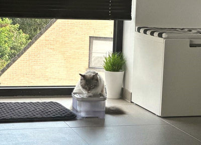 Warum taucht meine Katze ihre Pfote ins Wasser?