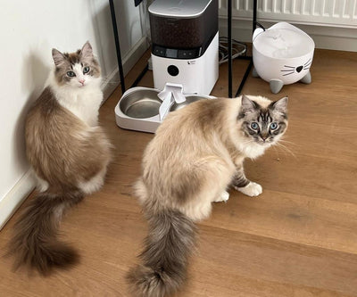 Wie viele Fütterungszeiten braucht meine Katze?