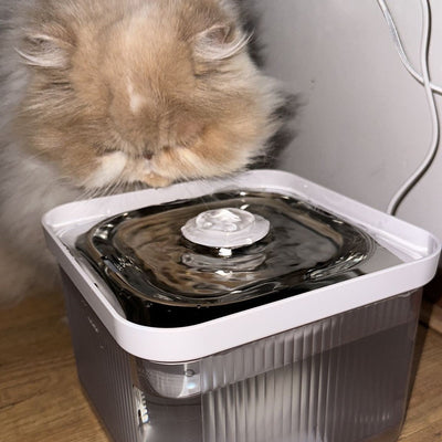 Warum trinkt meine Katze kein Wasser?