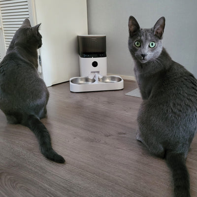 Wie kann ich meiner Katze beibringen, ihren Namen zu erkennen?