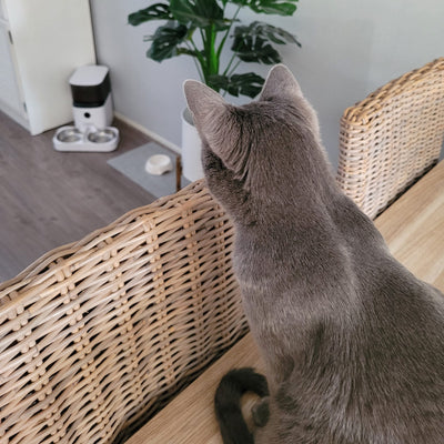 Vorhersehbarkeit = Sicherheit: Was bedeutet das für Ihre Katze?