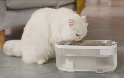 Wie stelle ich sicher, dass meine Katze an diesen heißen Tagen ausreichend trinkt? 