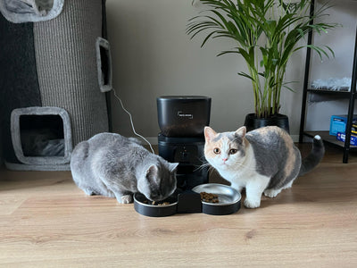 5 einfache Schritte für eine gesündere Katze 