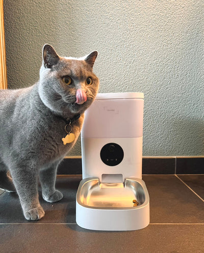 Ist meine Katze zu schwer?