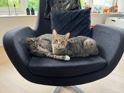 Wie alt wird eine Katze?