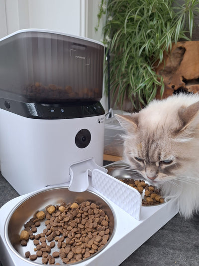 7 Dinge, die Ihre Katze nicht essen sollte!