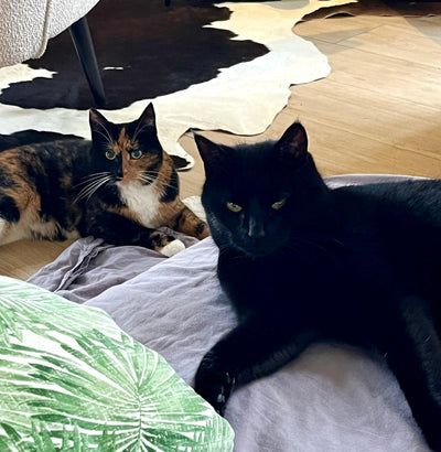 Wie können Sie feststellen, ob Ihre Katze glücklich ist?